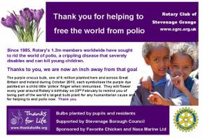 Stevenage gets stuck into planting purple crocuses to help end polio now